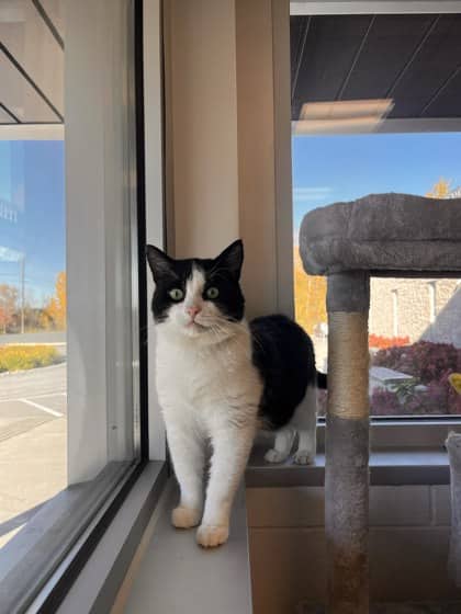 Frankie Bee - Domestic Shorthair/Mix cat available for adoption at Peterborough Humane Society in Peterborough
