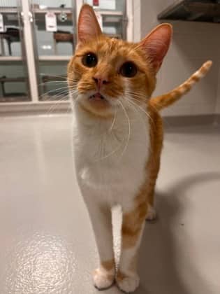 Al - Domestic Shorthair/Mix available for adoption