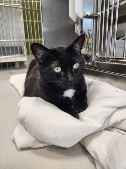 Sasha - Domestic Shorthair/Mix cat available for adoption at Peterborough Humane Society in Peterborough