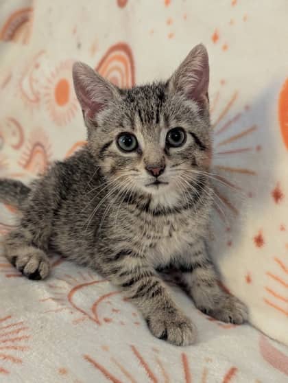 Honey - Domestic Shorthair/Mix available for adoption