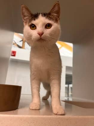 Miriel - Domestic Medium Hair/Mix cat available for adoption at Peterborough Humane Society in Peterborough