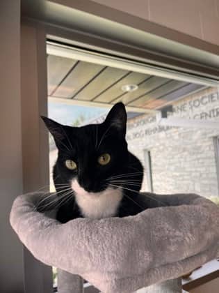Georgia - Domestic Shorthair/Mix cat available for adoption at Peterborough Humane Society in Peterborough