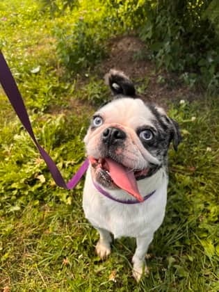 Raquel - Pug/Mix available for adoption