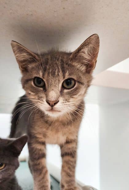 Mr.Tenna - Domestic Shorthair/Mix available for adoption