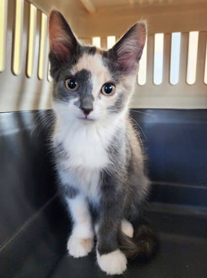Jester - Domestic Shorthair/Mix available for adoption