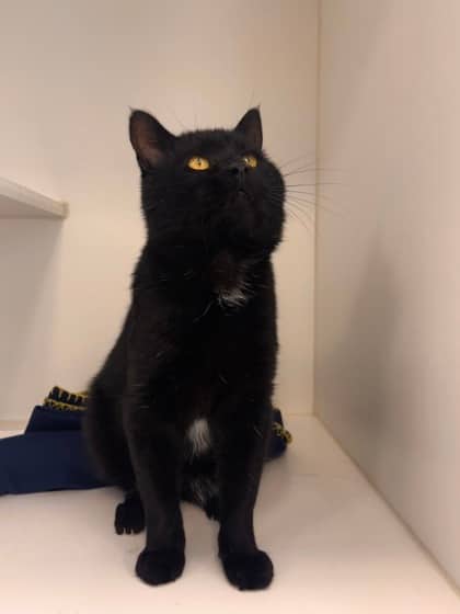 Nuit - Domestic Shorthair/Mix available for adoption