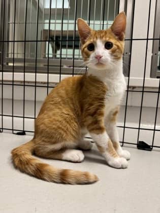 Simba - Domestic Shorthair/Mix available for adoption