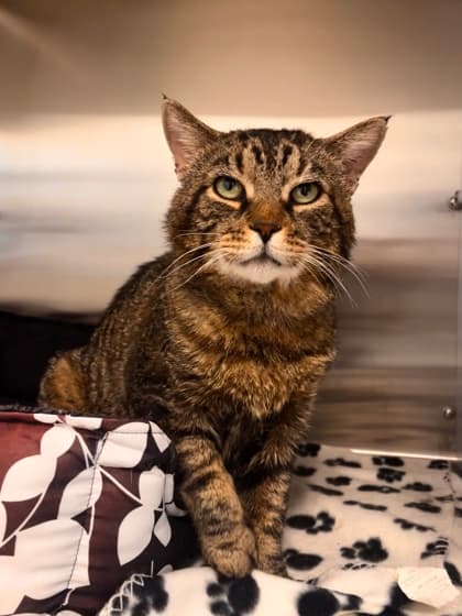 Travolta - Domestic Shorthair/Mix cat available for adoption at Peterborough Humane Society in Peterborough
