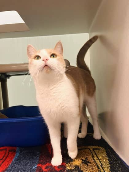 Peanut - Domestic Shorthair/Mix cat available for adoption at Peterborough Humane Society in Peterborough