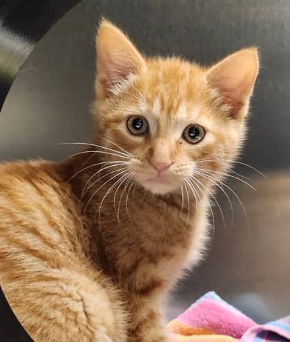 Riff Raff - Domestic Shorthair/Mix available for adoption