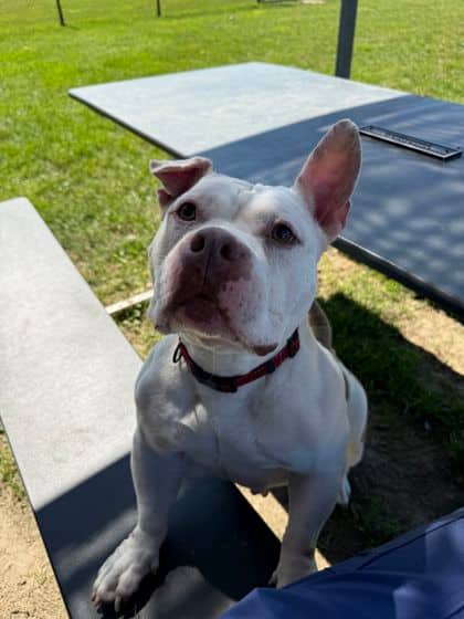 Miss Bitsy - Mixed Breed, Medium (up to 44 lbs fully grown)/Mix available for adoption in Ontario