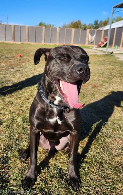 Grogu - Mixed Breed available for adoption in Ontario