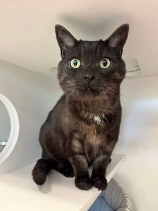 Felix - Domestic Shorthair/Mix cat available for adoption at Peterborough Humane Society in Peterborough