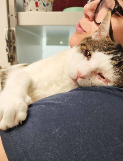 Luffy - Domestic Shorthair/Mix cat available for adoption at Peterborough Humane Society in Peterborough