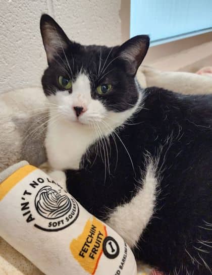 Bertha - Domestic Shorthair/Mix cat available for adoption at Peterborough Humane Society in Peterborough