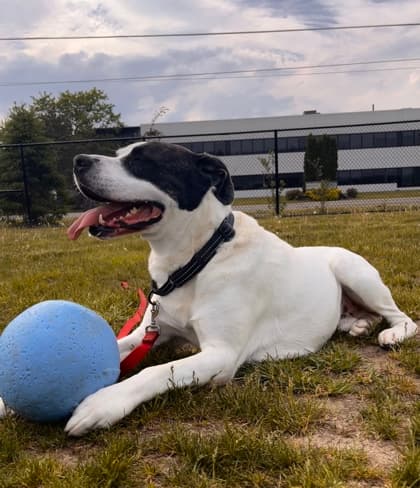 Ben - Mixed Breed, Large (over 44 lbs fully grown)/Mix available for adoption