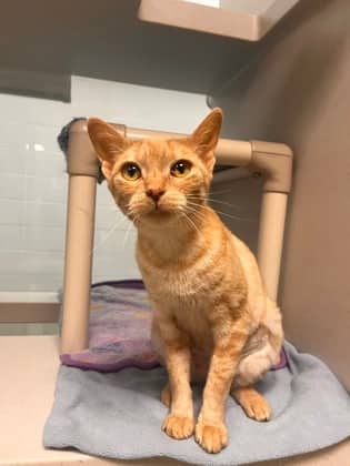Honey Crisp - Domestic Shorthair/Mix available for adoption