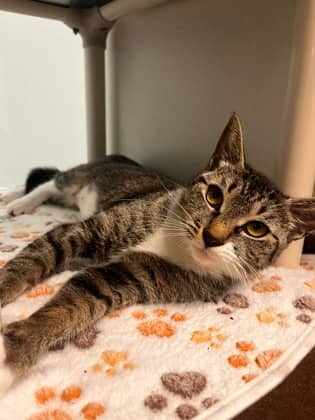 Yzma - Domestic Shorthair/Mix cat available for adoption at Peterborough Humane Society in Peterborough