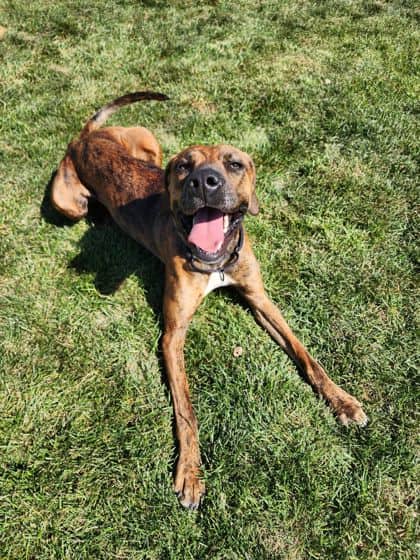 Porcha - Mixed Breed available for adoption in Calgary