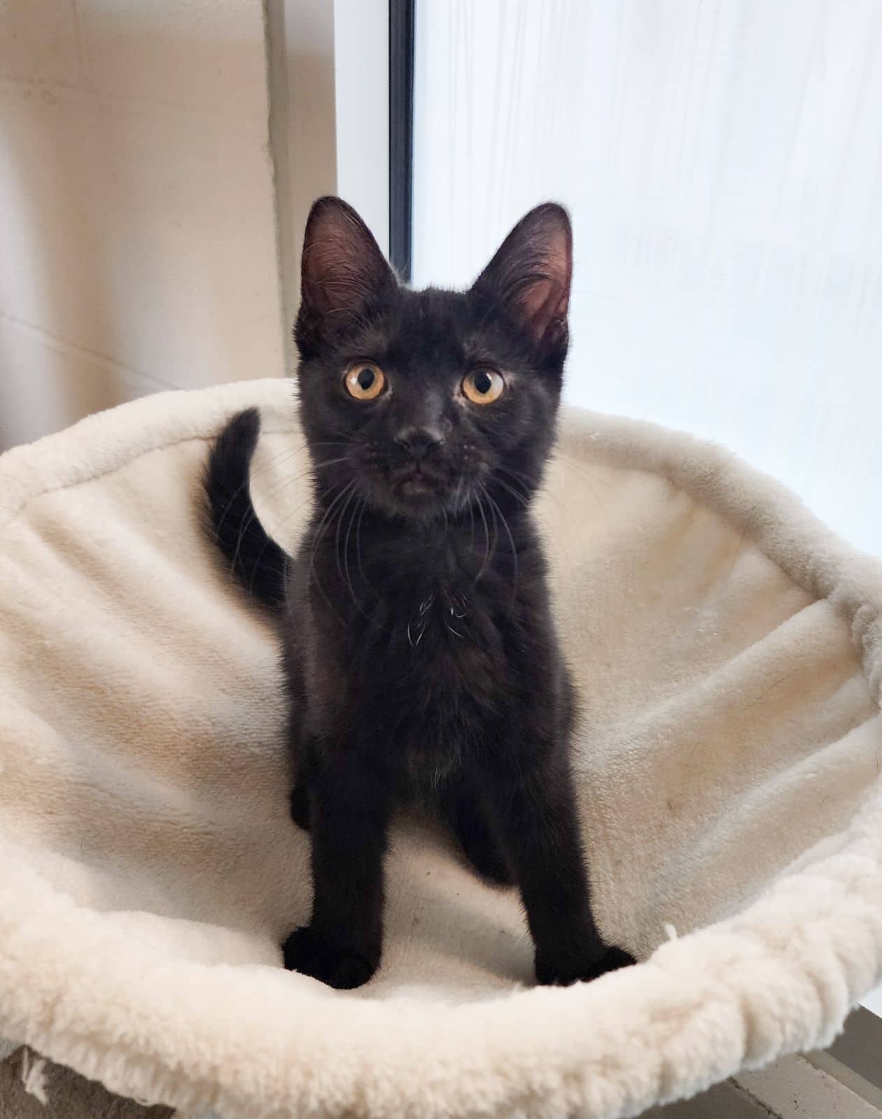 Bumi - Domestic Shorthair/Mix available for adoption