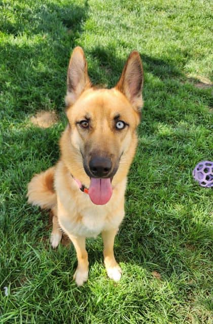 Foxy Roxy - Shepherd/Alaskan Husky available for adoption