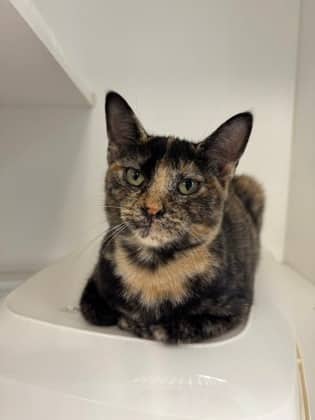 Glofish - Domestic Shorthair/Mix cat available for adoption at Peterborough Humane Society in Peterborough