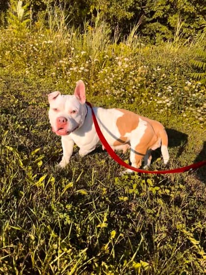 Miss Bitsy - Mixed Breed, Medium (up to 44 lbs fully grown)/Mix available for adoption in Ontario