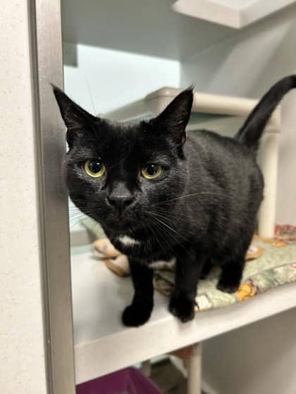 Eden - Domestic Medium Hair/Mix cat available for adoption at Peterborough Humane Society in Peterborough