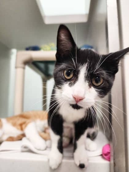 Shadow - Domestic Shorthair/Mix cat available for adoption at Peterborough Humane Society in Peterborough