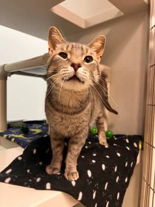 Porky - Domestic Shorthair/Mix cat available for adoption at Peterborough Humane Society in Peterborough