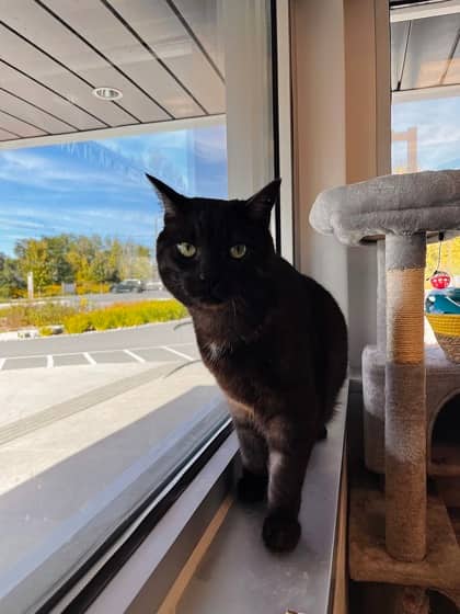 Felix - Domestic Shorthair/Mix available for adoption