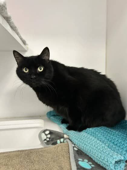 Grubella - Domestic Medium Hair/Mix cat available for adoption at Peterborough Humane Society in Peterborough
