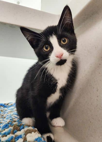 Mochi - Domestic Shorthair/Mix cat available for adoption at Peterborough Humane Society in Peterborough