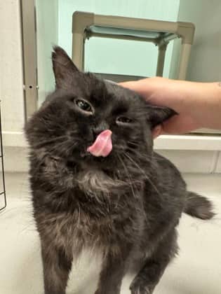 Bugsy - Domestic Medium Hair/Mix available for adoption