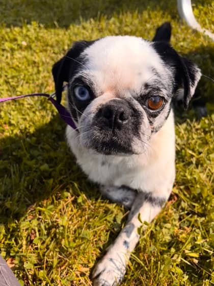 Barbie - Pug/Mix available for adoption