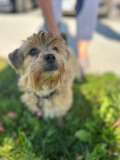 Charlie - Terrier, Yorkshire/Mix available for adoption