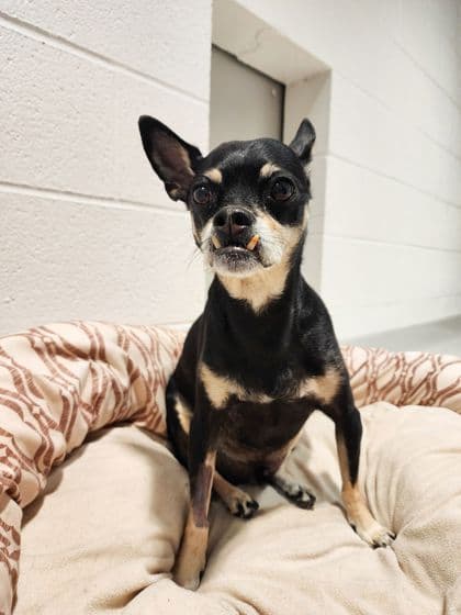 Elvis - Chihuahua, Short Coat/Mix available for adoption
