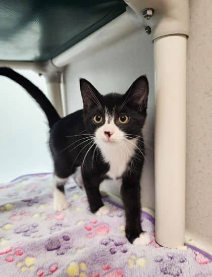 Nori - Domestic Shorthair/Mix available for adoption