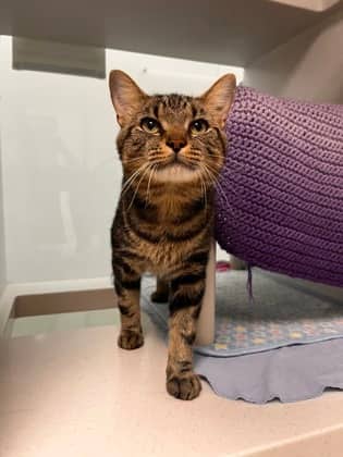 Meow - Domestic Shorthair/Mix cat available for adoption at Peterborough Humane Society in Peterborough