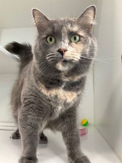 Faith Hill - Domestic Shorthair/Mix cat available for adoption at Peterborough Humane Society in Peterborough