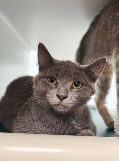 Dess Holiday - Domestic Shorthair/Mix cat available for adoption at Peterborough Humane Society in Peterborough