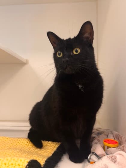 Echo - Domestic Shorthair/Mix cat available for adoption at Peterborough Humane Society in Peterborough