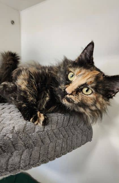Vamoose - Domestic Medium Hair/Mix cat available for adoption at Peterborough Humane Society in Peterborough