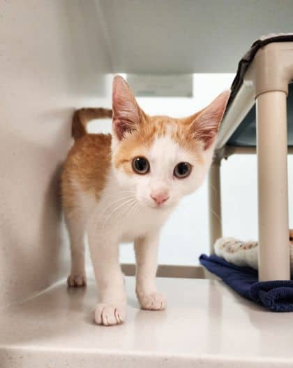 Jesse - Domestic Shorthair/Mix available for adoption