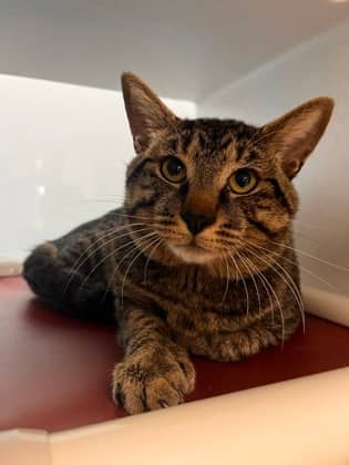 Tom Thumbs - Domestic Shorthair/Mix available for adoption