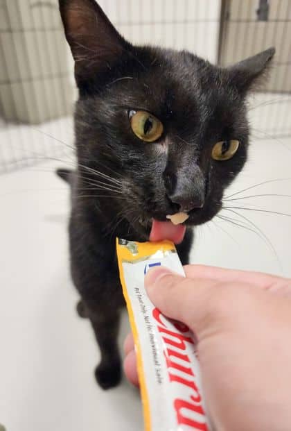 Swiper - Domestic Medium Hair/Mix cat available for adoption at Peterborough Humane Society in Peterborough