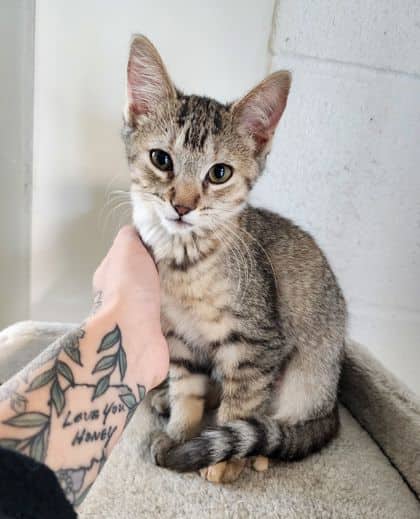 Jet - Domestic Shorthair/Mix available for adoption