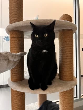 Scorpion - Domestic Shorthair/Mix cat available for adoption at Peterborough Humane Society in Peterborough