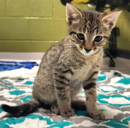 Pacha - Domestic Shorthair/Mix available for adoption