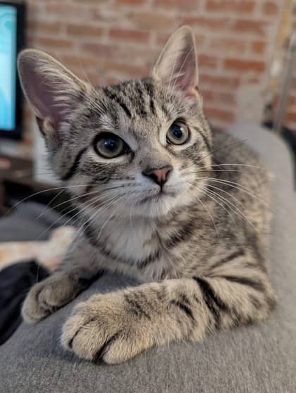 Hive - Domestic Shorthair/Mix available for adoption